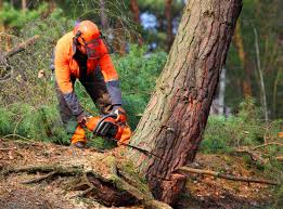 How Our Tree Care Process Works  in  Moultrie, GA
