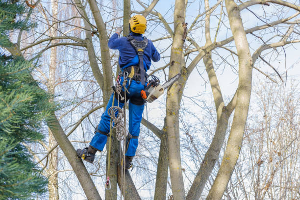 Mulching Services in Moultrie, GA