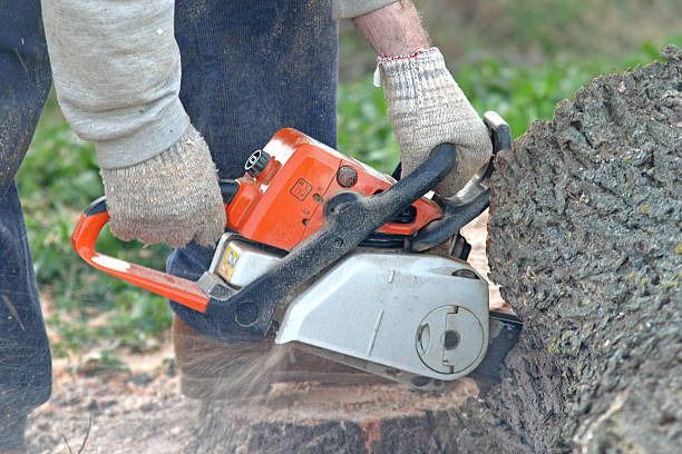 Best Fruit Tree Pruning  in Moultrie, GA