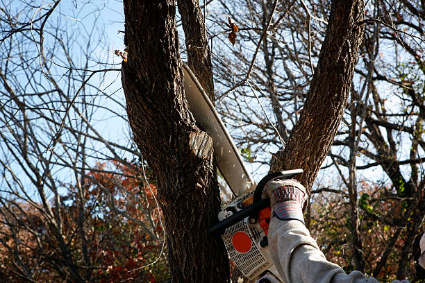 Best Tree Risk Assessment  in Moultrie, GA