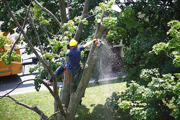 Best Hazardous Tree Removal  in Moultrie, GA