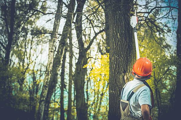 Best Arborist Consultation Services  in Moultrie, GA