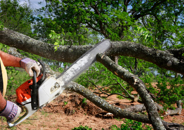 Lawn Renovation and Restoration in Moultrie, GA